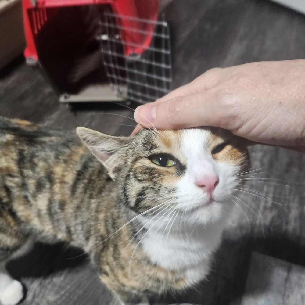 Anthem Pets Animal Rescue - Pet Adoption Near Me
