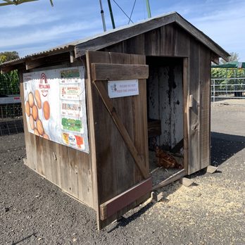 Petaluma Pumpkin Patch And Amazing Corn Maze - Chicken coop - Pumpkin Patches Near Me - Petaluma, California Petaluma Pumpkin Patch And Amazing Corn Maze - Chicken coop - Pumpkin Patches Near Me - Petaluma, California