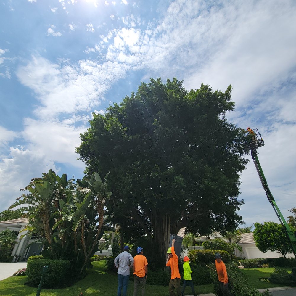 Sampson Tree Service - Tree Services Near Me - Port St. Lucie, Florida Sampson Tree Service - Tree Services Near Me - Port St. Lucie, Florida