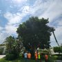 Photo of Sampson Tree Service
