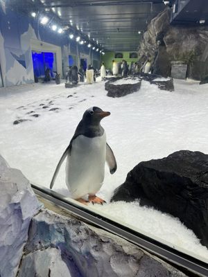 SEA LIFE Kelly Tarlton's Aquarium by null