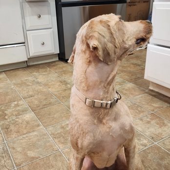 Grateful Dogs  - Her chest and neck have tufts unshaved, her ears are choppy. - Pet Groomers Near Me - Wayne, New Jersey