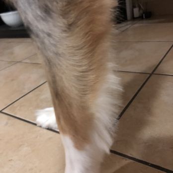Mobile Doggie Den Grooming - Horrible cuts! - Pet Groomers Near Me - Albuquerque, New Mexico