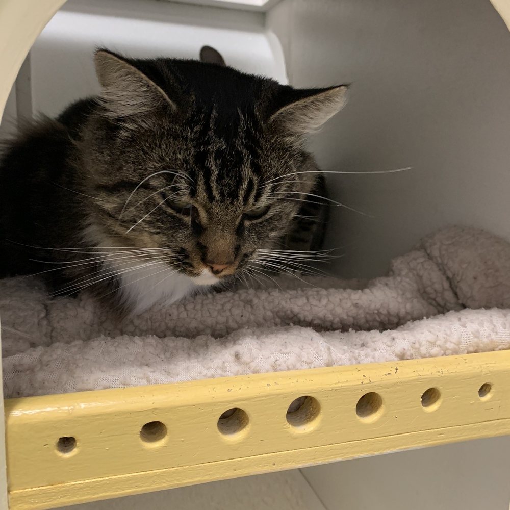 Cat Town - He was soo sweet! - Animal Shelters Near Me - Oakland, California Cat Town - He was soo sweet! - Animal Shelters Near Me - Oakland, California
