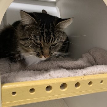 Cat Town - He was soo sweet! - Animal Shelters Near Me - Oakland, California
