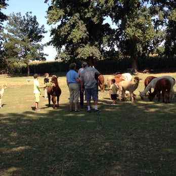 Macedo's Mini Acre - Hanging out with the alpacas! - Local Flavor Near Me - Turlock, California