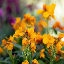 Twin Pines Nursery - Orange Wallflower
