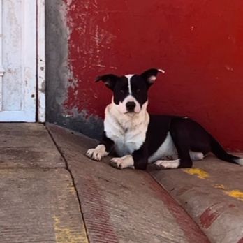 La Cava de Marcelo - One of the friendly dogs onsite. - Cheese Tasting Classes Near Me - Ojos Negro, BCN La Cava de Marcelo - One of the friendly dogs onsite. - Cheese Tasting Classes Near Me - Ojos Negro, BCN