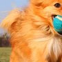 Doggie Playhouse