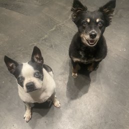 Fur babies excited for their 2 night stay! Fur babies excited for their 2 night stay!