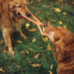 Pink Warrior Dog Training