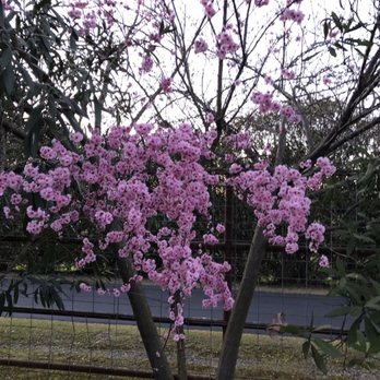 Immensee Vineyard Ranch - a tree with pink flowers - Ranches Near Me - Elk Grove, California