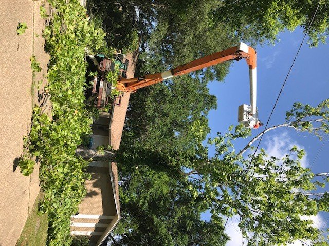 Kennedy Tree Service - tree service in Biloxi, MS