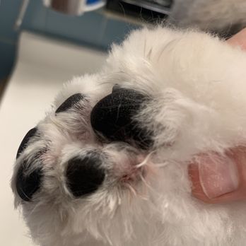 Groomit - Cut on the side of paw pad and there's dried blood - Pet Groomers Near Me Groomit - Cut on the side of paw pad and there's dried blood - Pet Groomers Near Me