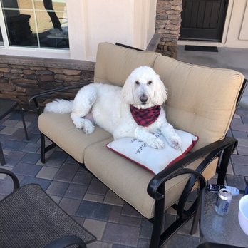 Lisa's Doghouse - Milo after his spa day at Lisa's Dog House - Pet Groomers Near Me - Mesa, Arizona