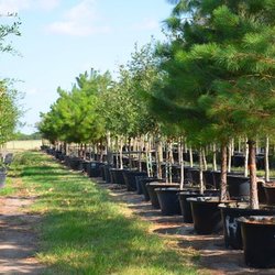 Garden City