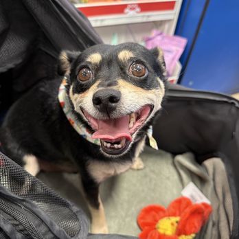 PetSmart - Pet Training Near Me - Las Vegas, Nevada PetSmart - Pet Training Near Me - Las Vegas, Nevada