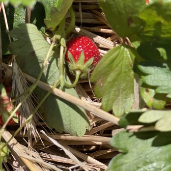 Ochs Orchard - Fruits & Veggies Near Me - Warwick, New York