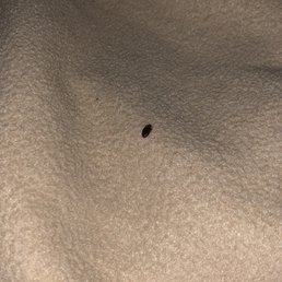 Bed bug . Bed bug .