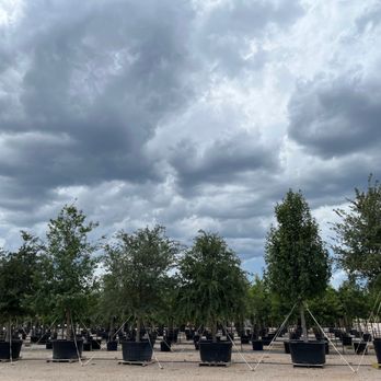 Backbone Valley Nursery - Large trees and screening plants. - Nurseries & Gardening Near Me - Marble Falls, Texas Backbone Valley Nursery - Large trees and screening plants. - Nurseries & Gardening Near Me - Marble Falls, Texas