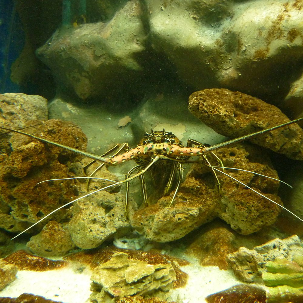Manila Ocean Park - Rock lobster. - Aquariums Near Me - Manila, NCR Manila Ocean Park - Rock lobster. - Aquariums Near Me - Manila, NCR