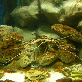 Manila Ocean Park - Rock lobster. - Aquariums Near Me - Manila, NCR