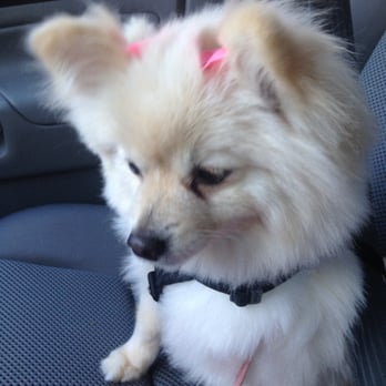 Petco - She went in for just a trim and they even gave her bows - Pet Stores Near Me - Torrance, California