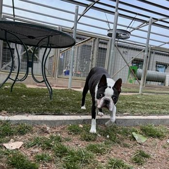 Digg Pet Resort - Bentley snooping around - Pet Boarding Near Me - Prosper, Texas Digg Pet Resort - Bentley snooping around - Pet Boarding Near Me - Prosper, Texas