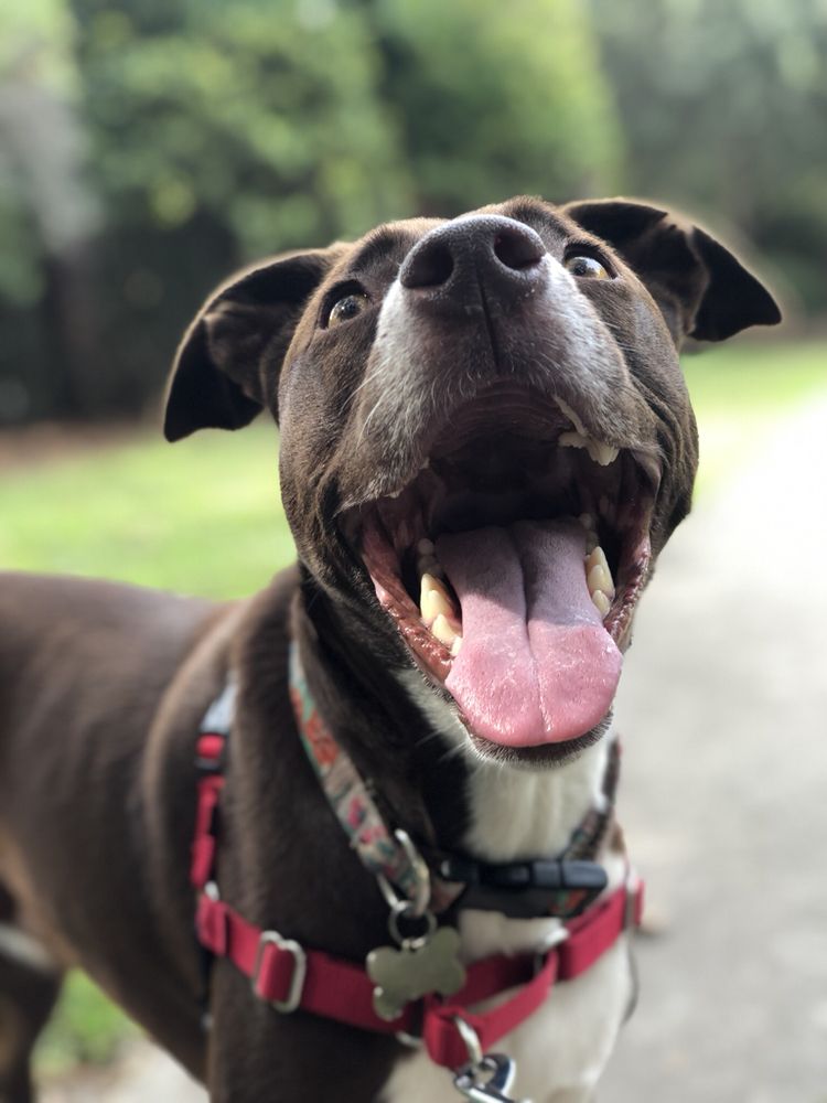 Brown Dog Walking Company - pet boarding facility in Charleston, SC