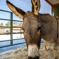Rancho Burro Donkey Sanctuary - Sweetest Jojo