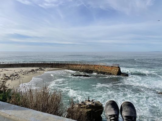 Children's Pool La Jolla by null
