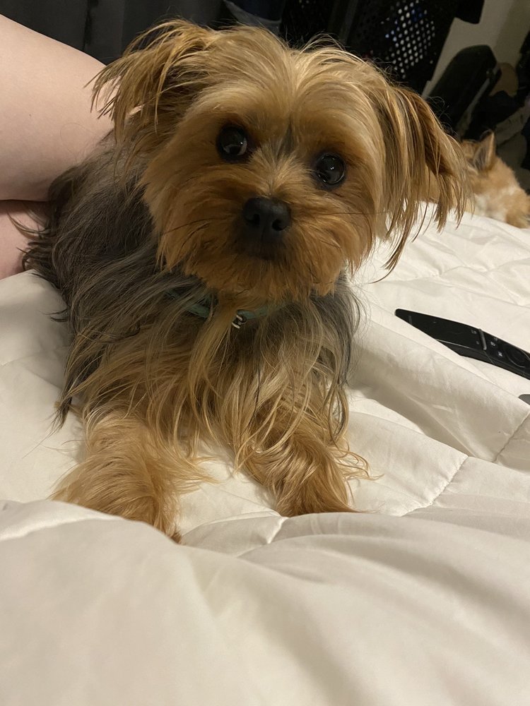 MUTT CUTS BY NICOLE Updated October 2024 3918 Springdale Rd