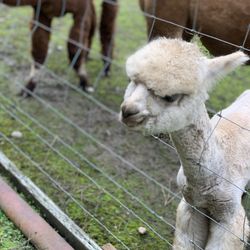 Cascade Rose Alpacas