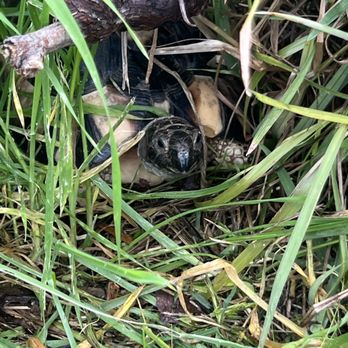 My Sulcata Rescue - Animal Shelters Near Me - Ramona, California My Sulcata Rescue - Animal Shelters Near Me - Ramona, California