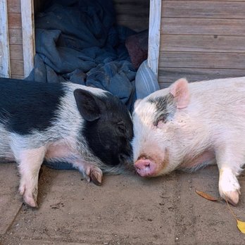 SoCalMiniPigs - Pet Breeders Near Me - Valley Center, California