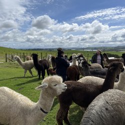 Silverhill Alpacas