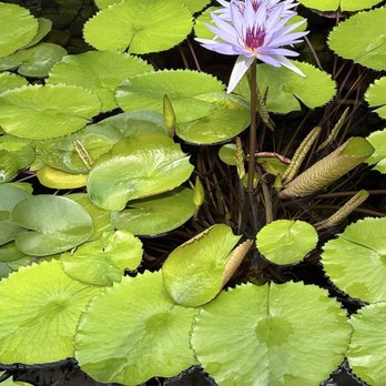 Myriad Botanical Gardens - Botanical Gardens Near Me - Oklahoma City, Oklahoma