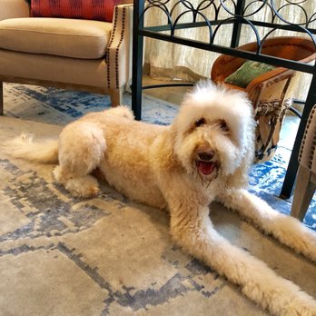 Dirty Dog - Pet Groomers Near Me - Austin, Texas Dirty Dog - Pet Groomers Near Me - Austin, Texas