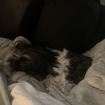 Petco - Sailor, 13yr old Shih Tsu - Pet Stores Near Me - Reno, Nevada Petco - Sailor, 13yr old Shih Tsu - Pet Stores Near Me - Reno, Nevada