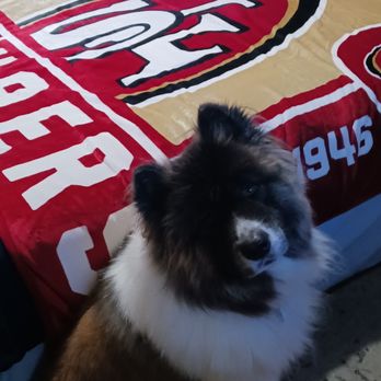 Fuzz Monsters Pet Grooming - Pet Groomers Near Me - Citrus Heights, California