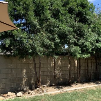 Roldolfo's Tree Services - Beautifully trimmed - Tree Services Near Me