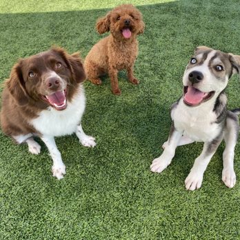 Amarillo Fetch - Pet Groomers Near Me - Amarillo, Texas