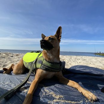 Bayshore Waterfront Park - Our pup enjoying the beach air - Parks Near Me - Middletown, New Jersey
