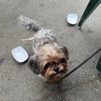 Park Bench Café - Roadie with his empty bowl.... - Breakfast & Brunch Near Me - Huntington Beach, California
