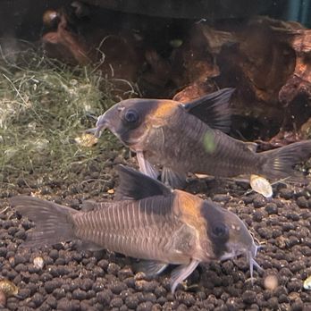 Tsunami Aquatics - Corydoras burgessi - Aquarium Services Near Me - Tucson, Arizona Tsunami Aquatics - Corydoras burgessi - Aquarium Services Near Me - Tucson, Arizona
