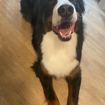 Pawbillion - Pet Groomers Near Me - Bellevue, Washington Pawbillion - Pet Groomers Near Me - Bellevue, Washington