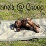 Photo of The Kennels at Choco Ranch