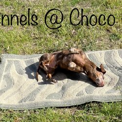 The Kennels at Choco Ranch