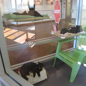 Peninsula Humane Society & SPCA - Cat Condo at the new facility - Animal Shelters Near Me - Burlingame, California Peninsula Humane Society & SPCA - Cat Condo at the new facility - Animal Shelters Near Me - Burlingame, California