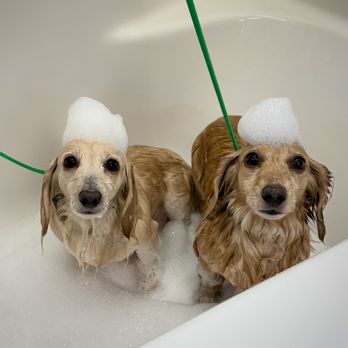 Pets Best - Pet Insurance Near Me - Scottsdale, Arizona Pets Best - Pet Insurance Near Me - Scottsdale, Arizona